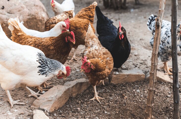 Agraer, Embrapa e Iagro reforçam prevenção à gripe aviária com foco na agricultura familiar