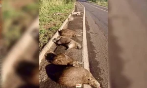 Leia mais sobre o artigo Atropelamento mata 12 capivaras em rodovia federal de MS