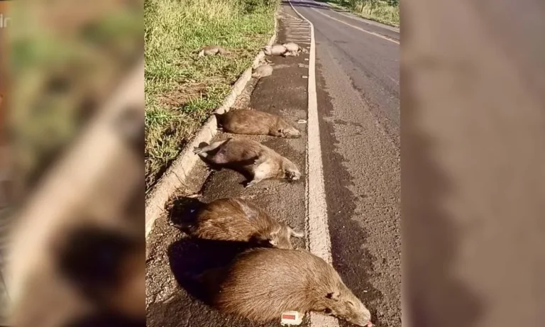 Atropelamento mata 12 capivaras em rodovia federal de MS