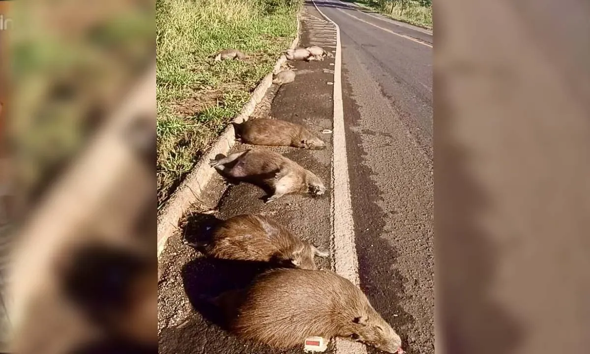 Leia mais sobre o artigo Atropelamento mata 12 capivaras em rodovia federal de MS