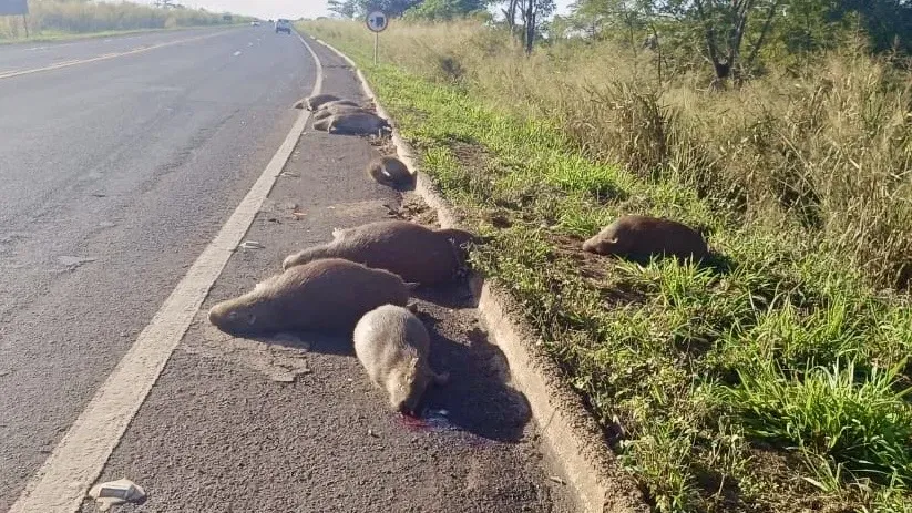 capivaras