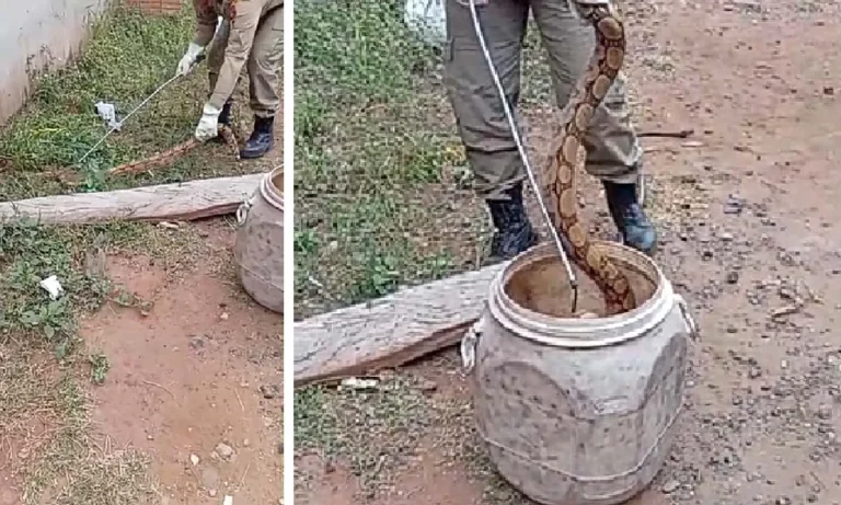 jibóia de dois metros