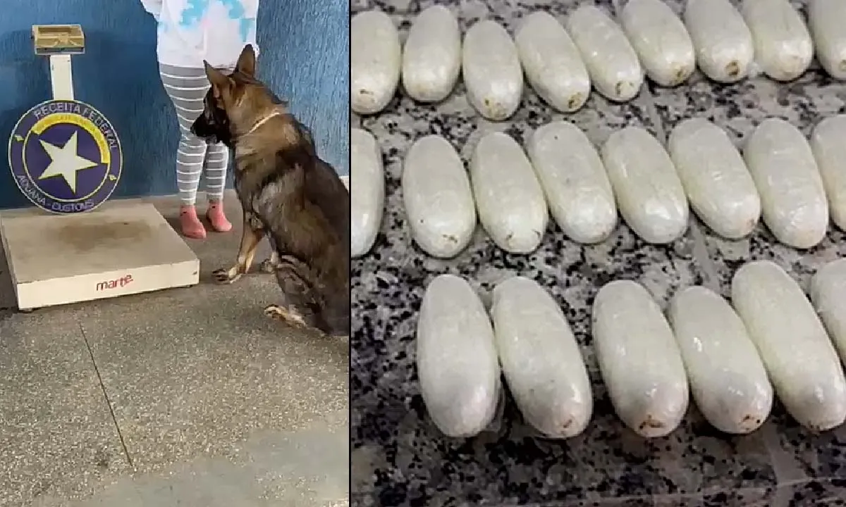 No momento, você está visualizando Receita Federal e PM apreendem cocaína com passageira boliviana em táxi na fronteira