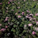 Ipês-rosa colorem o Pantanal e anunciam a chegada do período mais florido do ano