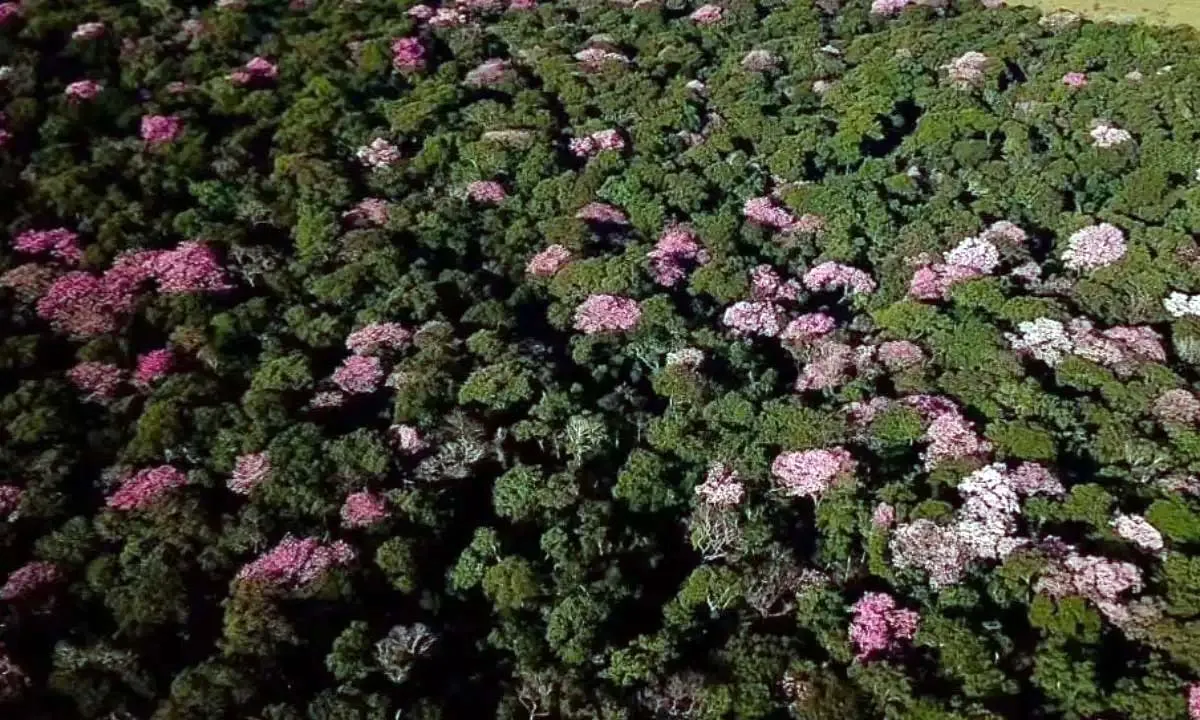 ipês-rosa