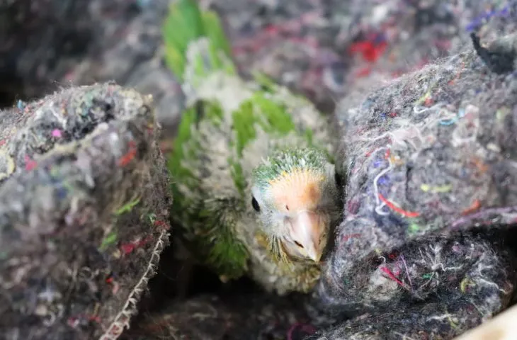 No momento, você está visualizando CRAS adota medidas especiais para enfrentar o frio e proteger os animais