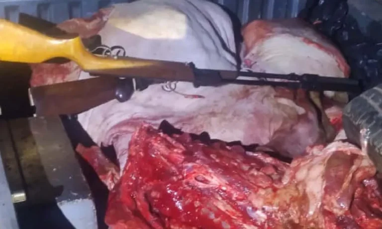 furto de gado em três lagoas