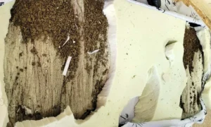 Leia mais sobre o artigo Advogada tenta entrar em presídio com maconha em colchão e acaba presa