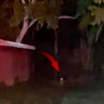PMA flagra onça-pintada durante patrulhamento em área urbana de Corumbá | vídeo