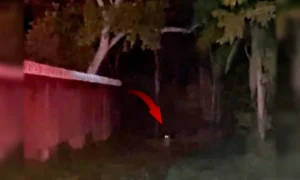 Leia mais sobre o artigo PMA flagra onça-pintada durante patrulhamento em área urbana de Corumbá | vídeo