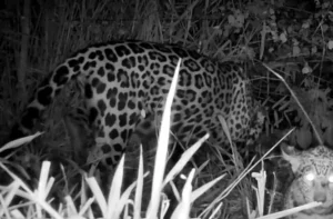 Leia mais sobre o artigo Onça resgatada de incêndios no Pantanal é fotografada com filhote após voltar a natureza
