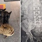 Cão da Receita Federal identifica droga engolida por passageiros de táxi na fronteira
