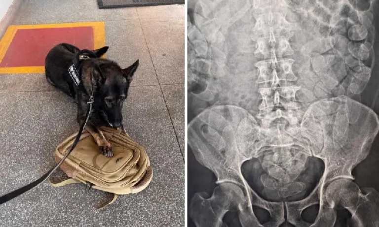 cão da receita federal