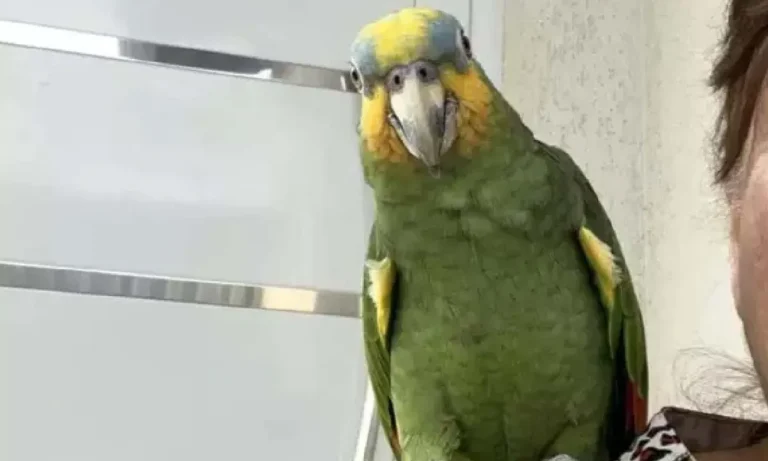papagaio é criado há 20 anos por aposentada