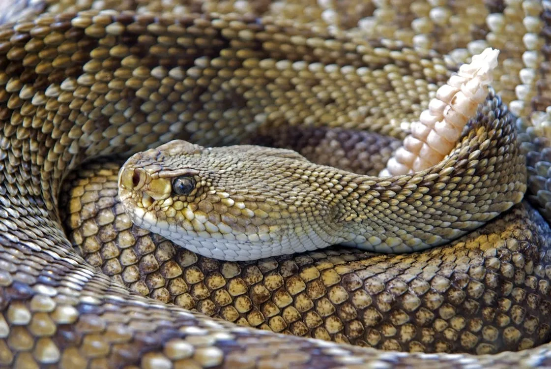 picada de cobra em ladário