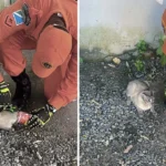 Gato é resgatado com cabeça presa em lata por equipe do Corpo de Bombeiros em Corumbá