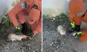 Leia mais sobre o artigo Gato é resgatado com cabeça presa em lata por equipe do Corpo de Bombeiros em Corumbá