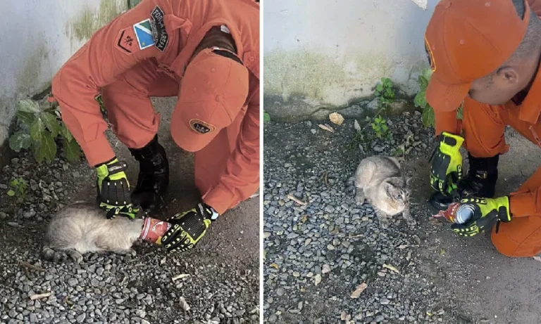 gato é resgatado com cabeça presa em lata