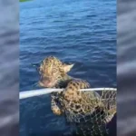 Filhote de onça-pintada é salvo por pescadores após ser levado por correnteza no Pantanal