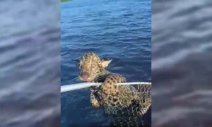 Leia mais sobre o artigo Filhote de onça-pintada é salvo por pescadores após ser levado por correnteza no Pantanal