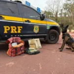 Cão farejador da PRF encontra cocaína em ônibus de viagem em Corumbá