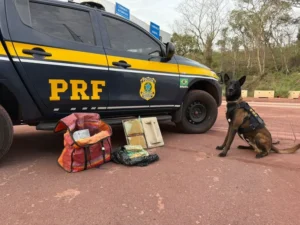 Leia mais sobre o artigo Cão farejador da PRF encontra cocaína em ônibus de viagem em Corumbá