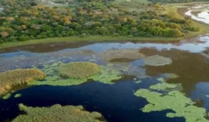 Leia mais sobre o artigo Parque do Pantanal do Rio Negro avança como referência nacional na geração de créditos ambientais