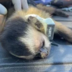 Reabilitados no CRAS, animais silvestres retornam à liberdade no Pantanal