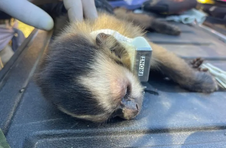 Leia mais sobre o artigo Reabilitados no CRAS, animais silvestres retornam à liberdade no Pantanal