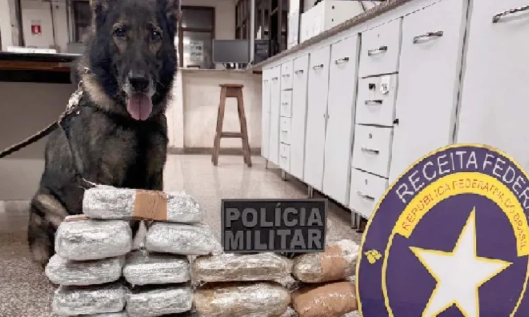 ônibus clandestinos