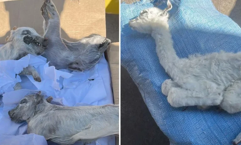 apreensões em Corumbá