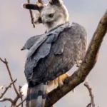 Expedição tenta localizar ninho da harpia e desvendar presença da espécie no Pantanal