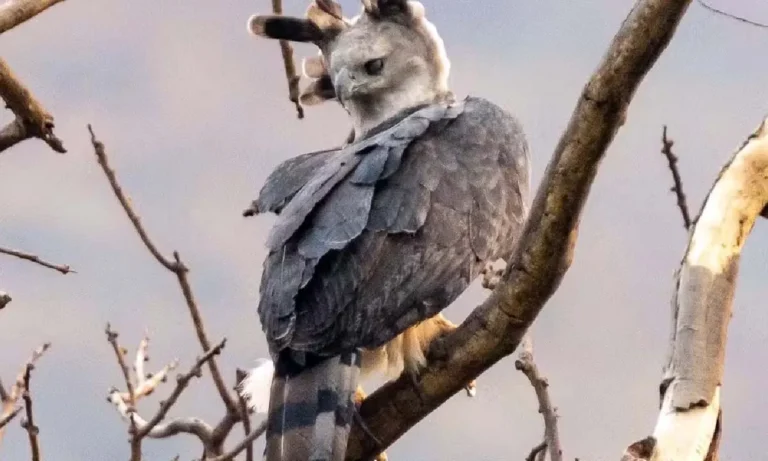 ninho da harpia no pantanal