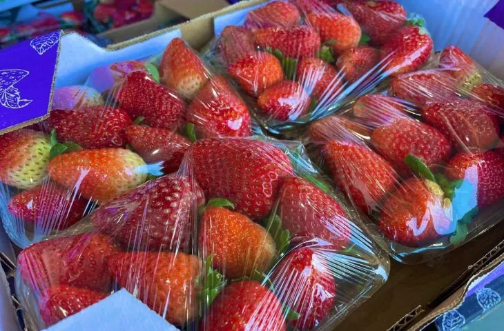 morango do amor faz valor da fruta subir 35% em MS