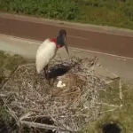 Tuiuiú é registrado com cinco ovos em ninho artificial no Pantanal entre Miranda e Corumbá