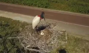 Leia mais sobre o artigo Tuiuiú é registrado com cinco ovos em ninho artificial no Pantanal entre Miranda e Corumbá