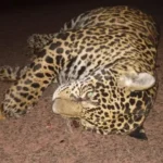 Oito onças-pintadas morrem atropeladas em 18 meses na BR-262; plano segue sem execução