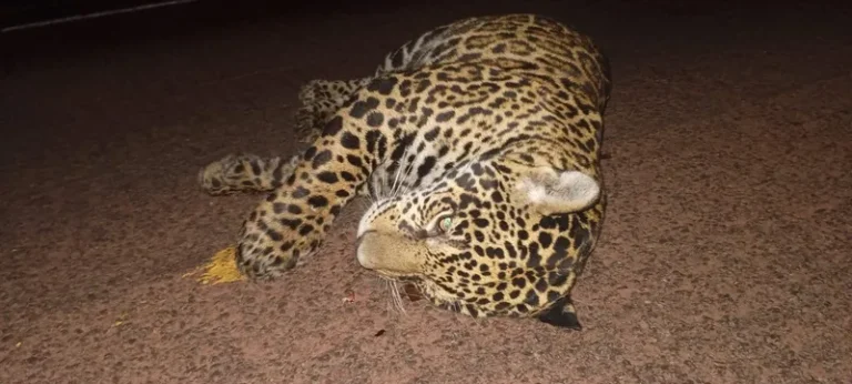 onça-pintada atropelada na BR-262