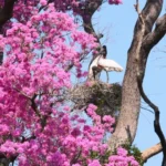 Governo de MS destina R$ 30 milhões a propriedades com vegetação nativa excedente no Pantanal