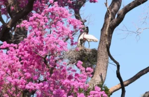 Leia mais sobre o artigo Governo de MS destina R$ 30 milhões a propriedades com vegetação nativa excedente no Pantanal