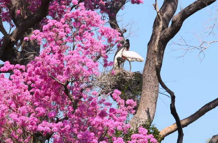 Leia mais sobre o artigo Governo de MS destina R$ 30 milhões a propriedades com vegetação nativa excedente no Pantanal