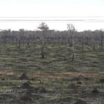 Pantanal registra queda de 92,8% na área queimada no primeiro semestre de 2025
