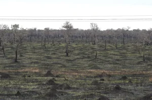 Leia mais sobre o artigo Pantanal registra queda de 92,8% na área queimada no primeiro semestre de 2025