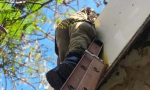 Leia mais sobre o artigo Gatinhos são resgatados após nascerem no telhado de casa no centro de Corumbá