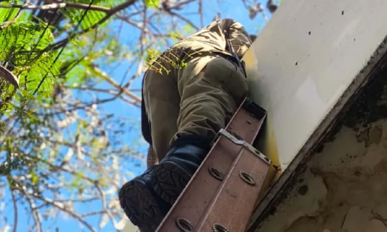 Gatinhos são resgatados após nascerem no telhado de casa no centro de Corumbá