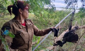 Leia mais sobre o artigo Gavião é resgatado por bombeiros após ficar preso em linha no Rio Paraguai