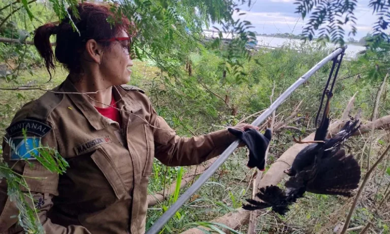 Gavião ferido foi resgatado por bombeiros após ficar preso em linha de pesca na mata ciliar do Rio Paraguai.