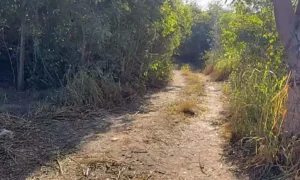 Leia mais sobre o artigo Força-tarefa desmonta nova trilha clandestina usada para contrabando na fronteira em Corumbá