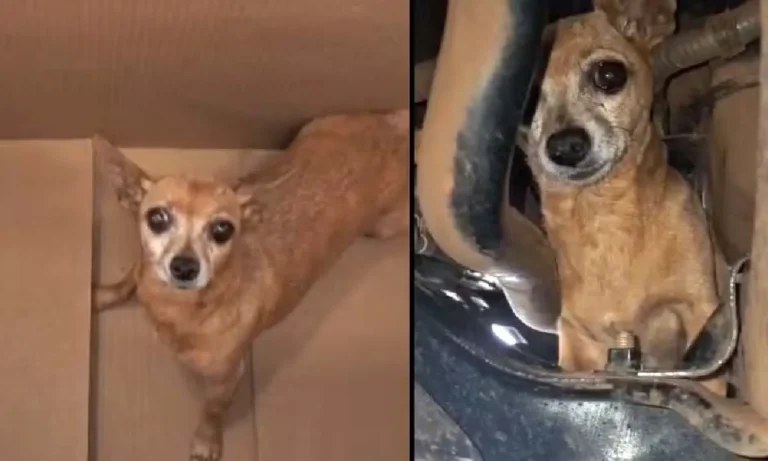 Cachorrinha é resgatada em oficina após viajar 300 km escondida no motor do carro em MS