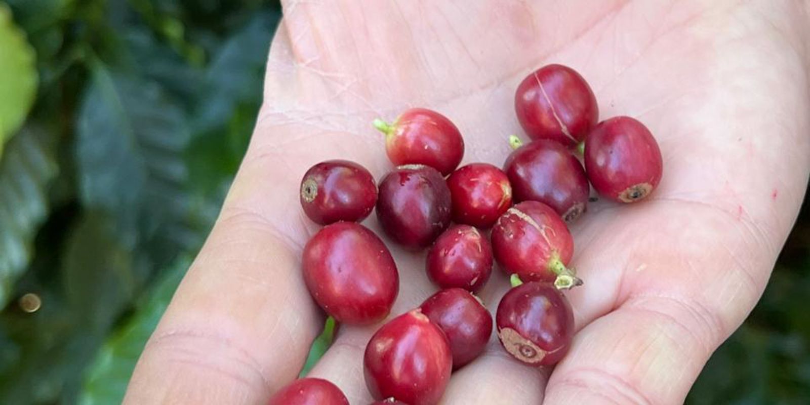China habilita 183 empresas brasileiras a exportar cafe para o café
